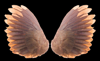 brown wing isolated