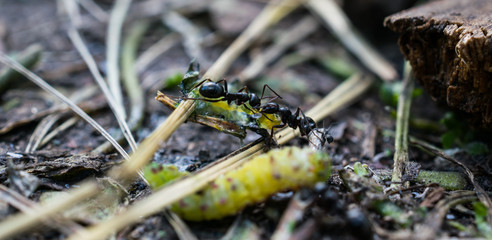 small black ant carry a dead green caterpillar, close up