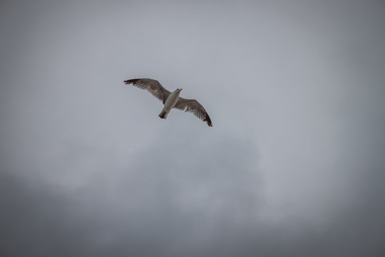 Seagull flying in a grey sky