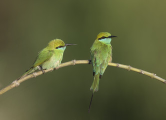 Fototapeta premium Little green bee Eater