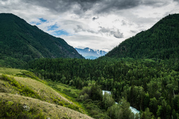 Naklejka premium mountain range and valley with coniferous forest. Belukha national park, Altai republic, Siberia, Russia