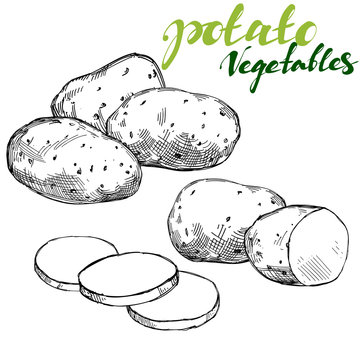 agriculture, potatoes vegetable set hand drawn vector illustration realistic sketch