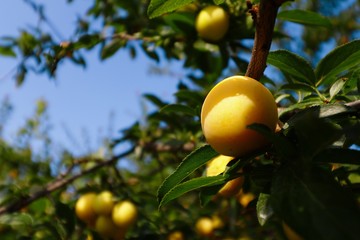 yellow  fruit