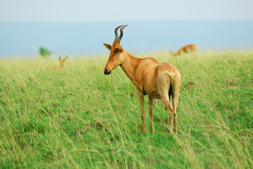 Lelwel Hartebeest antelope, Uganda