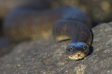 Closeup of a Northern Water Snake flicking its tongue - Ontario, Canada
