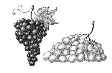 White and red grapes on white background, hand drawn illustration, element for design.