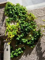 Wandbewuchs Efeu