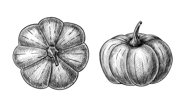 Hand drawn pumpkins on white background. Element for design