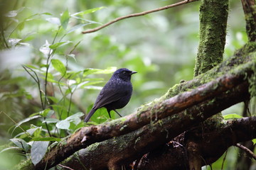 Shiny whistling thrush (Myophonus melanurus)  in Mt.Kerinci, Sumatra, Indonesia