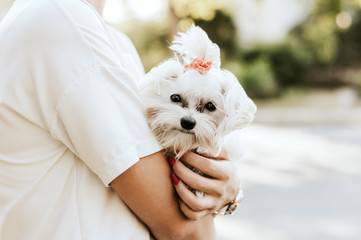 Happy woman holds white maltese dog. Concept of friendship and love. - obrazy, fototapety, plakaty