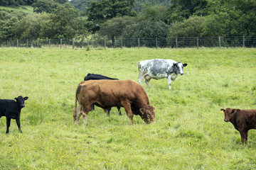 Bull and Cows