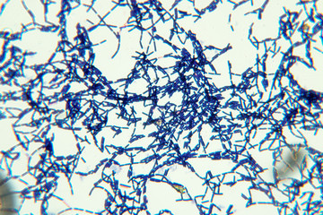 Obraz premium Bacillus is a genus of gram-positive, rod-shaped bacteria and a member of the phylum Firmicutes. 