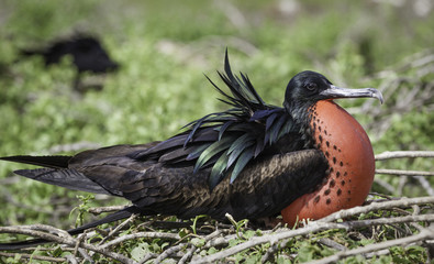 Frigatebird with red gular pouch, sitting on bush, Galapagos islands
