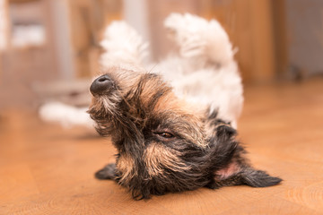Hund liegt entspannt auf dem Rücken - Jack Russell Terrier 2,5 Jahre alt