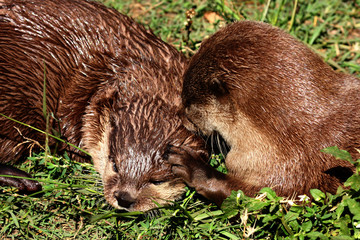 Eurasian otter