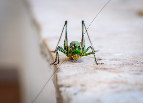 Green grasshopper or locust macro shot on a outdoor terrace.
