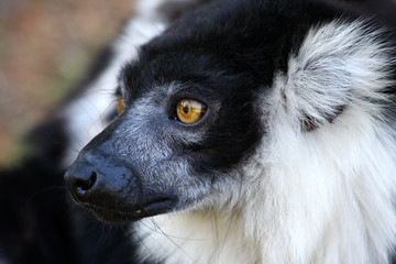 Obraz premium Lemur Katta