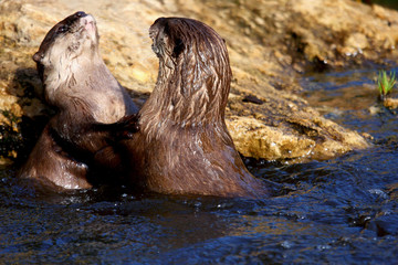 Obraz premium Eurasian otter