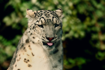 Snow Leopard