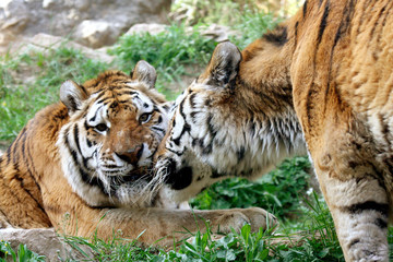 Bengal Tiger
