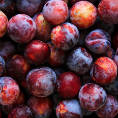 A lot of ripe purple plums background, top view with space for text