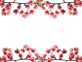 Pink cherry blossom frame isolation on white background