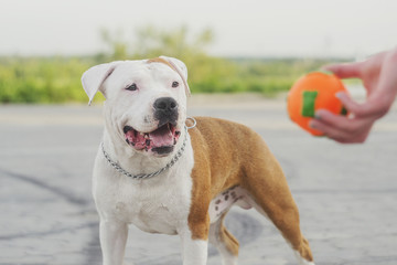 staffordshire terrier portrait