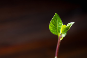 The avocado sprout grows from the seed in a glass of water. A living plant with leaves, the beginning of life on a wooden table.