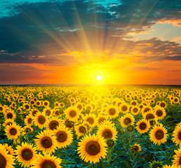 Sonnenblumenfelder bei Sonnenuntergang. Schöne Zusammensetzung eines Sonnenaufgangs über einem Feld goldgelber Sonnenblumen.