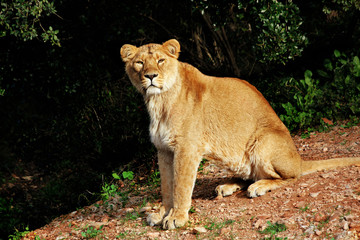 Plakat Lioness