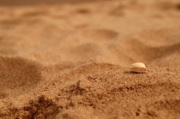 shell on sand, dust, dry, desert