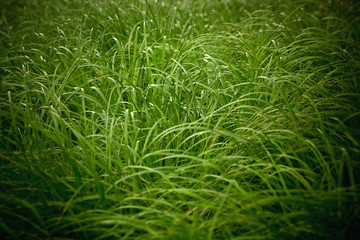 Patch of grass