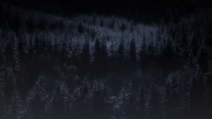 dark forest at night
