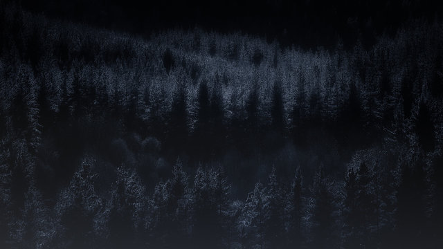 Fototapeta dark forest at night