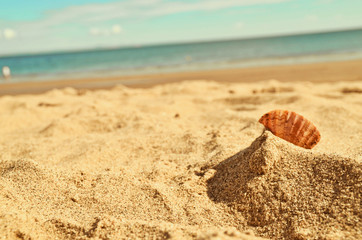Orange shell, sand and beach