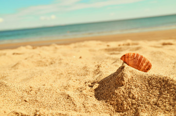 Orange shell with beautiful beach