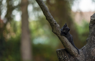 Shot of a beautiful kittens in the wild 
