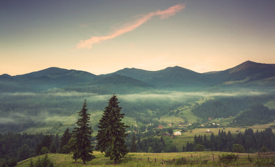 fir trees on meadow between hillsides with conifer forest in fog