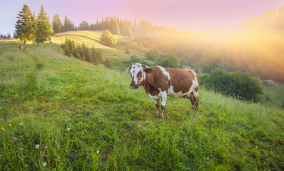 Fototapeta na wymiar Green meadow in mountains and cows