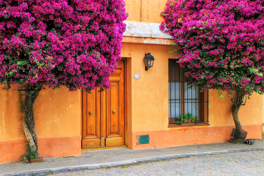 Bougainvillea trees growing by the house in historic quarter of Colonia del Sacramento, Uruguay