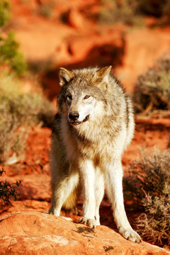 Fototapeta Gray wolf (Canis lupus)