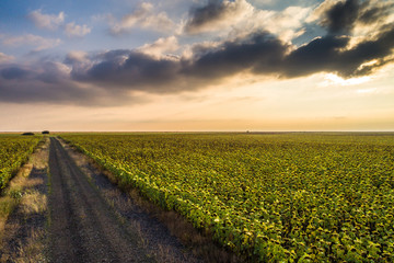Aerial view of a country road in the middle of sunflower field at sunset with clouds