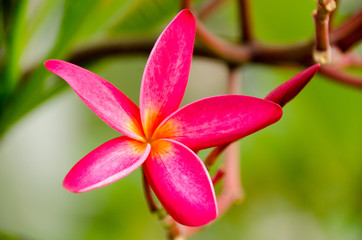Fototapeta premium Plumeria with green background