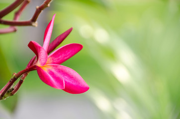 Fototapeta premium Plumeria with green background