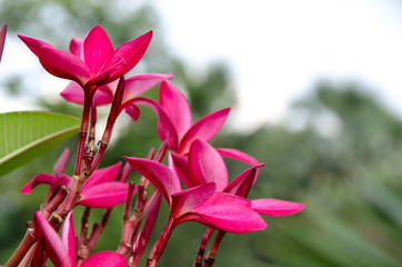 Plumeria with green background