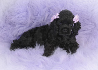 female cocker spaniel puppy