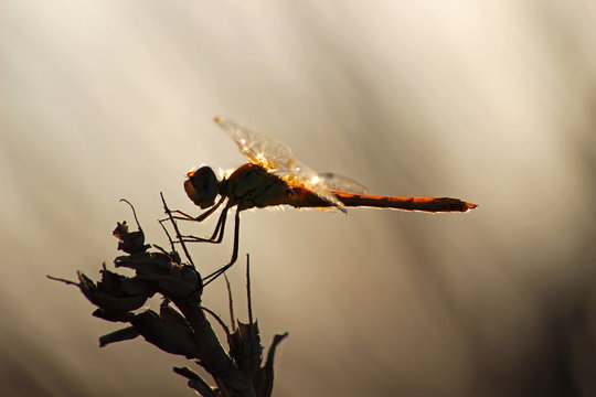 Lib&eacute;lula (Anisoptera) del mediterr&aacute;neo en una rama