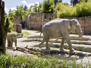 Fototapeta premium Elefant liebt sich selbst
