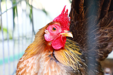 chicken in cage
