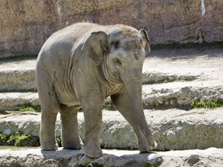 Elefant auf der Treppe